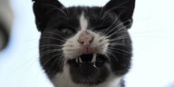 Katze fletscht die Zähne