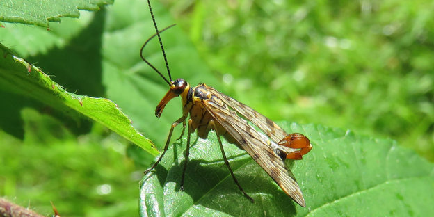 Eine männliche Skorpionsfliege mit Stachel sitzt auf einem Blatt