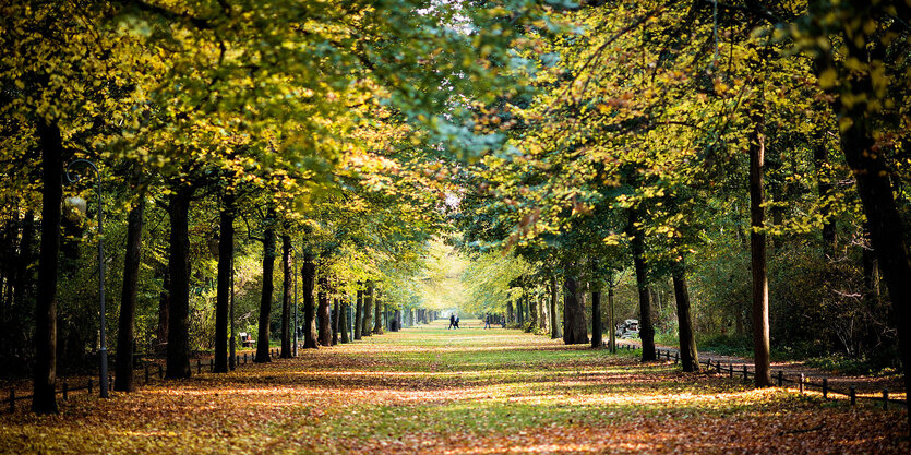 Spaziergänger sind im Tiergarten in Berlin unterwegs