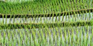 Ein Reisfeld mit jiungen Pflanzen