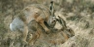 zwei rammelnde Kaninchen
