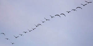Mehrere Wildgänse fliegen am Himmel in einer diagonal aussehenden Reihe