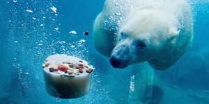 Ein Eisbär im Zoo taucht nach einer Eistorte