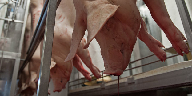 Tote Schweine hängen an einer Vorrichtung und bluten aus