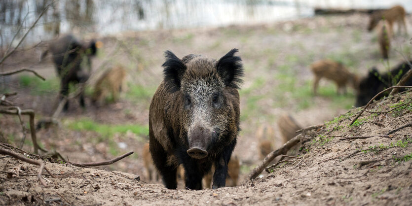 Ein Wildschwein