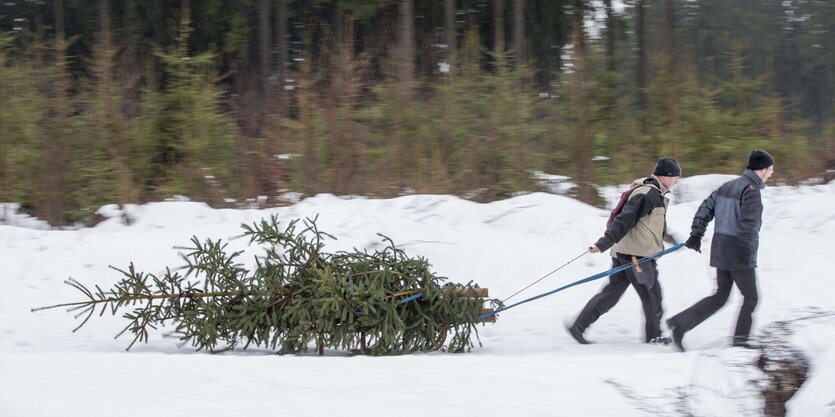 Zwei Leute ziehen einen Weihnachtsbaum hinter sich her