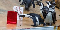 Pinguine bekommen Weihnachtspaket