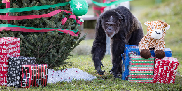 Im Lion Country Safaripark in Loxahatchee schaut sich ein Schimpanse die neben einer Tanne bereitgelegten Geschenke an