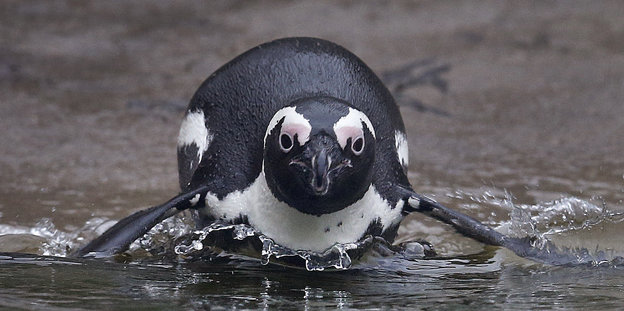 ein Pinguin, der auf Gestein schlittert - von vorne