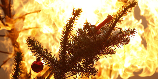 Der lichterloh brennede Zweig eines Christbaums
