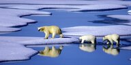 Eine Eisbärenmutter spaziert mit ihren zwei Jungen über Eisschollen