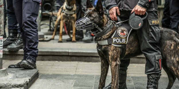 Nahaufnahme von einem Polizeihund mit Maulkorb