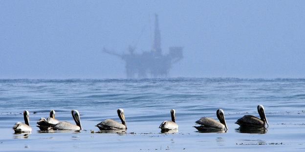Pelikane am Strand, im Hintergrund eine Ölbohrplattform