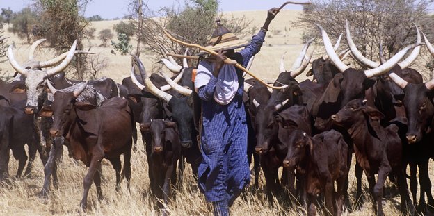 Ein Mann in blauen Kleidern mit einem großen Hut steht zwischen Rindern