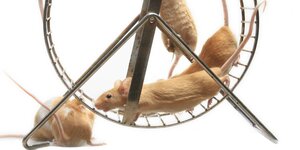 Mäuse in einem Hamsterrad