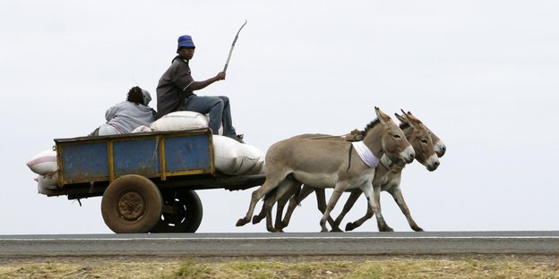 Ein kutschenähnliches Gefährt mit zwei Personen wird im schnellen Tempo von drei Eseln gezogen