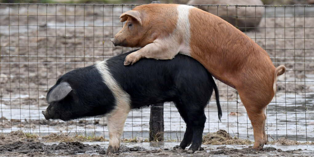 Zwei Schweine ficken