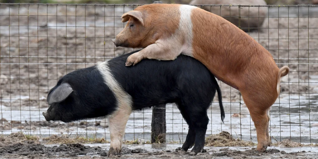 Kolumne Habibitus: So haram wie ein Schwein | taz.de