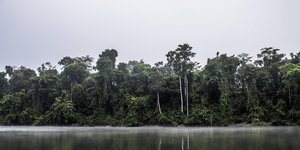 Tropenwald am Amazonas