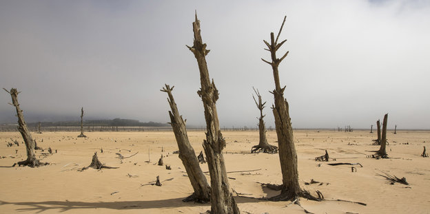 Tote Bäume stehen auf einer sandigen Fläche