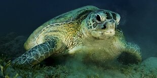 Suppenschildkröte (Chelonias mydas)