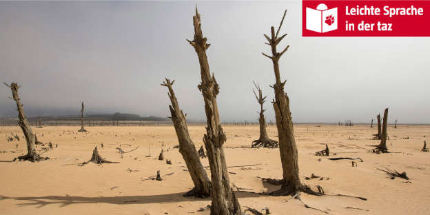 Eine Dürre-Landschaft mit vertrockneten Bäumen und sandigem Boden