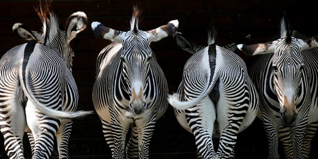 Zebras in einer Reihe von hinten