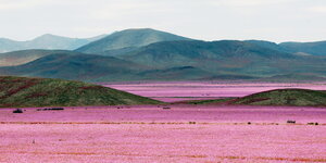 eine gebirgige Landschaft mit weiten Wiesen voller purpurfarbener Blumen
