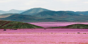 eine gebirgige Landschaft mit weiten Wiesen voller purpurfarbener Blumen