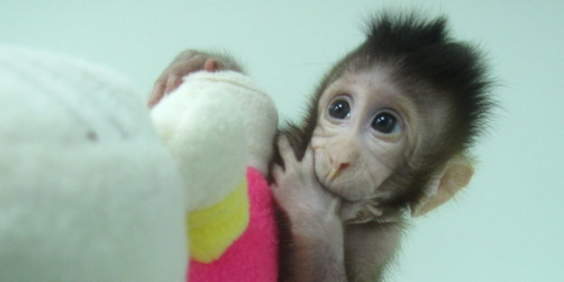 Neugeborenes Affenbaby mit Kuscheltier