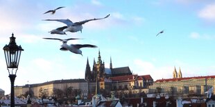 Blick auf den Hradschin, im Vordergrund Möwen