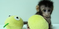 Hua Hua – einer der ersten zwei Affen, die nach Dolly-Methode geklont wurden