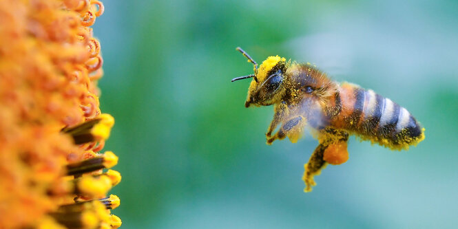 Biene fliegt Blüte an