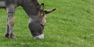 ein auf der Wiese grasender Esel