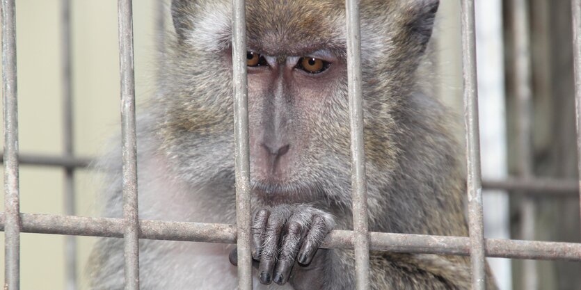 Ein Affe hinter Gittern