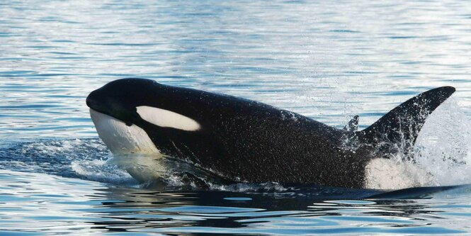 Ein Orca taucht aus dem Wasser auf