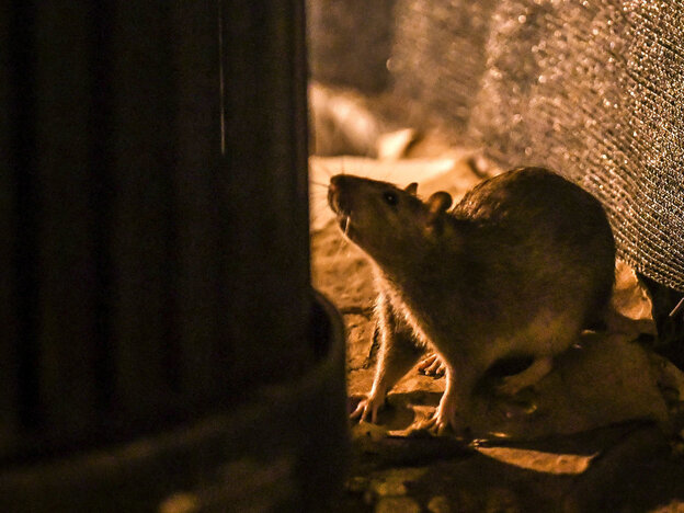 Eine Ratte steht vor einem Mülleimer