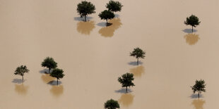 Bäume stehen im Wasser