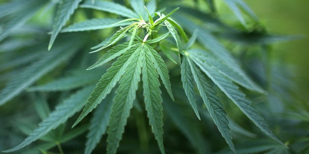 eine Cannabis-Pflanze