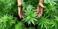 Eine Hand umfasst eine Cannabis-Pflanze.