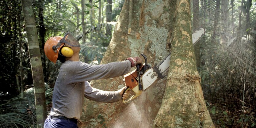 Eine Person mit einer Kettensäge sägt an einem Baum