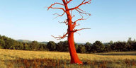 Ein roter Baum auf einer Wiese