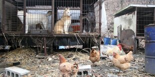 Eine Hundezuchtbetrieb. Drei Hunde stehen in einem Gitterkäfig, davor stehen einige Hühner