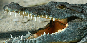 Ein Krokodil sperrt sein Maul auf