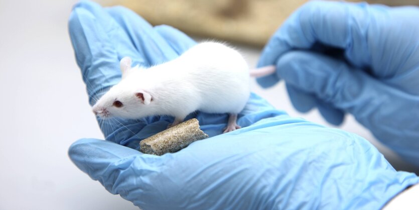 Eine Labormaus auf einer Hand in blauen Schutzhandschuhen