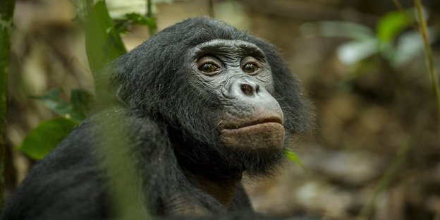 Ein bonobo guckt in die Kamera.