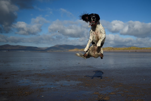 Ein Hund springt in die Luft, seine Pfoten und sein rechtes Ohr zieht es nach links. Der Boden unter ihm ist matschig und der Himmel bewölkt.