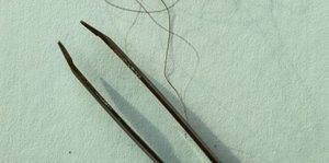 Eine Pinzette liegt neben einzelnen Haaren
