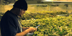 Ein junger Mann mit Brille und Wollmütze steht in einem Treibhaus voller Marihuana-Pflanzen.