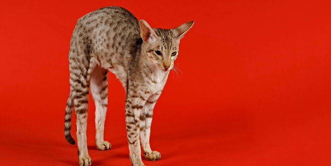 eine Katze macht vor rotem Hintergrund einen Buckel